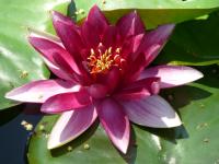 Aotearoa lotus